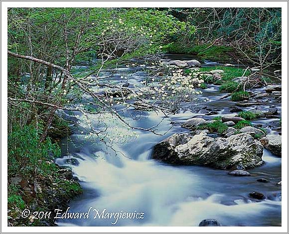 450747 Dogwoods along the Middle prong of the Little River